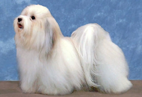 Havanese