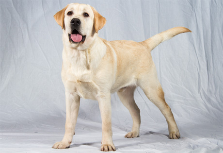 Labrador Retriever